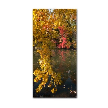 Kurt Shaffer 'Autumn Branches' Canvas Art,24x47